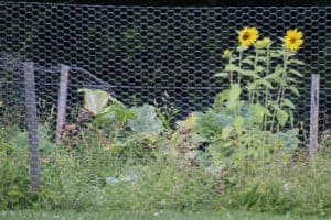 picture of a summer garden for kids