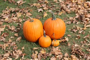 picture of pumpkins and fall leaves on the ground