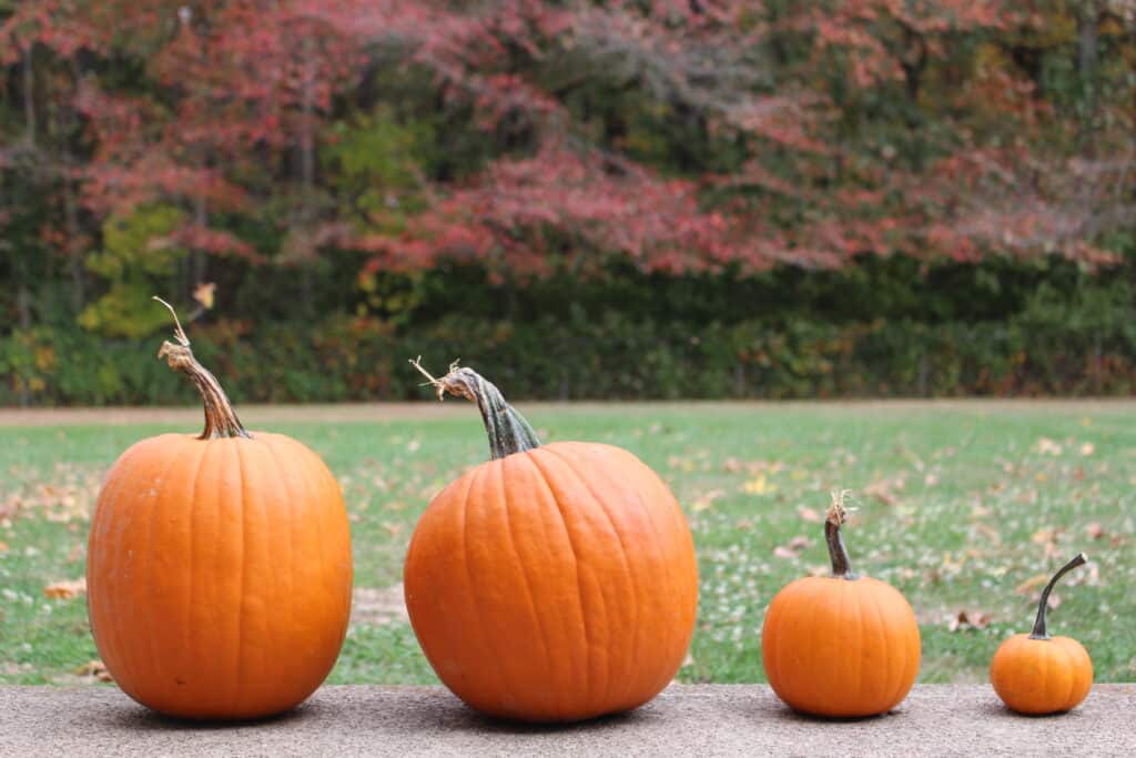 set of 4 pumpkins sitting on a shelf waiting to be carved