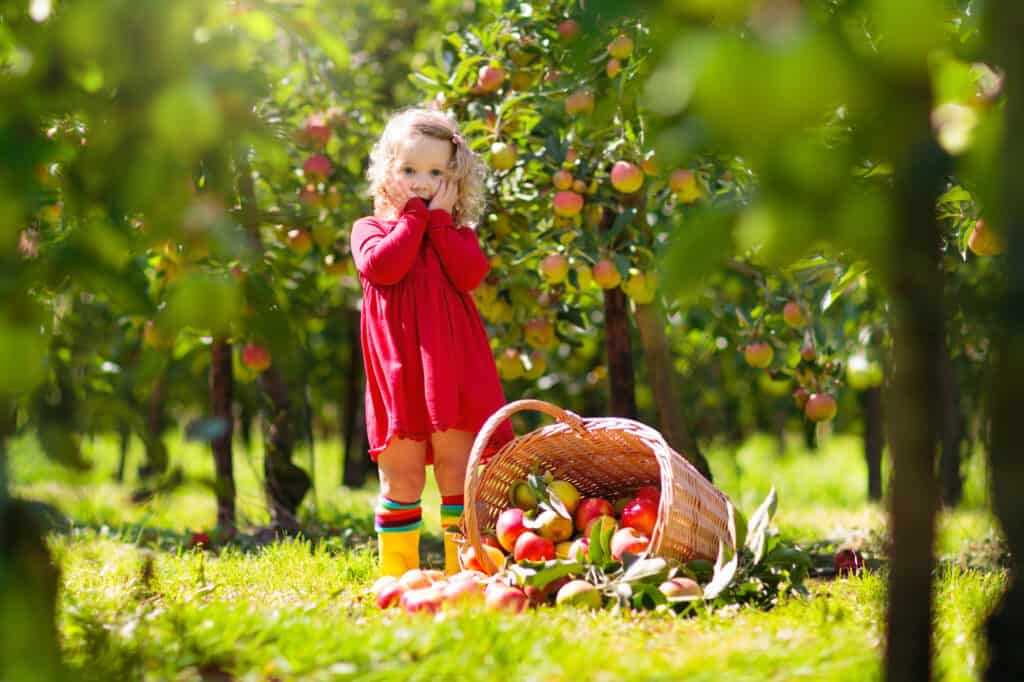 little girl in the fall picking apples with family