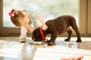 picture of a preschool-aged girl feeding her puppy dog